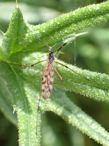 Réf. 342 210 : Limonia maculipennis